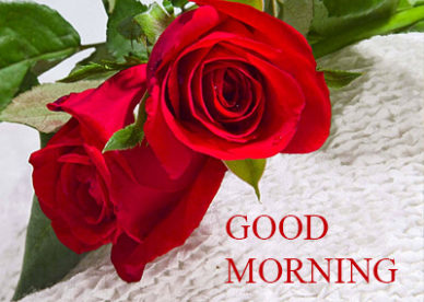 Good Morning Romantic Rose Free Download Good Morning Images